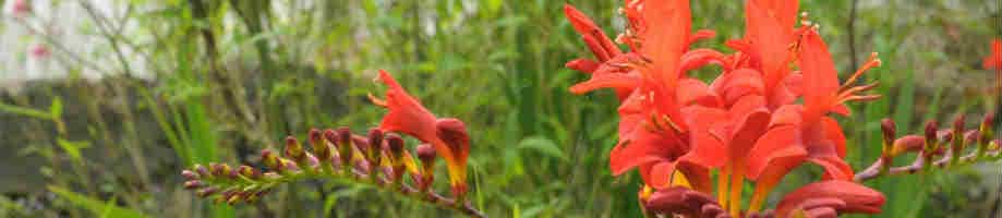 crocosmia lucifer cornwall