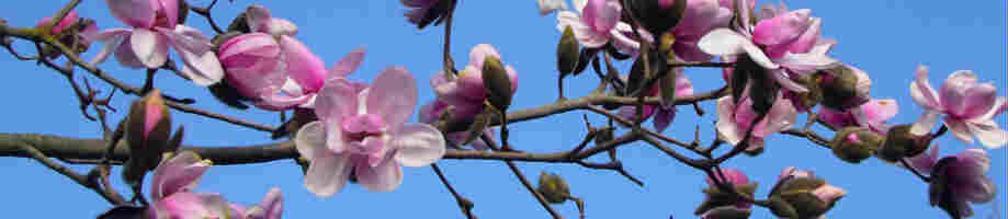 magnolia tree cornwall